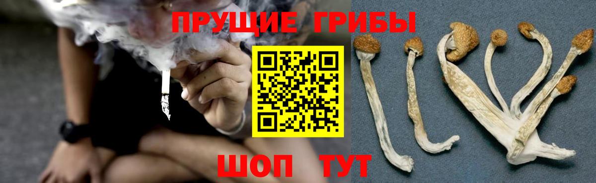 Псилоцибиновые грибы GOLDEN TEACHER Кохма